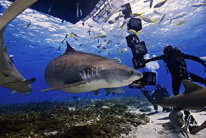 The excitement begins and the shark action bins at Tiger ... by Steven Anderson 